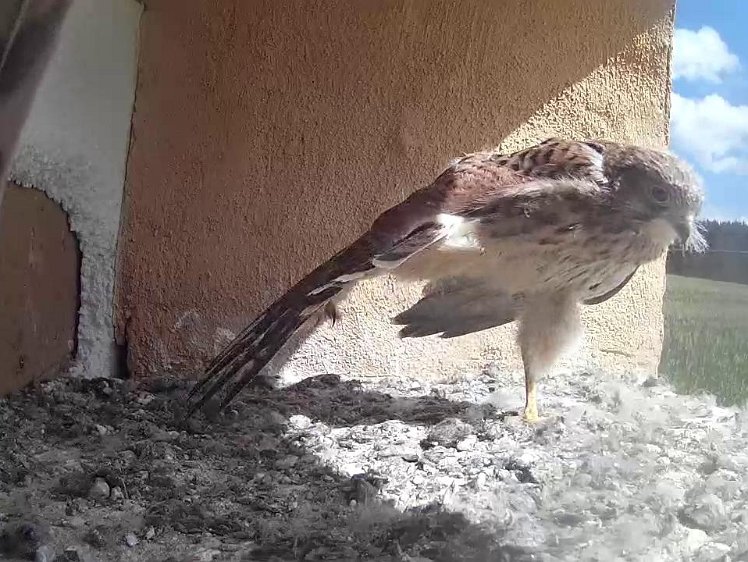 Frame_2021-08-09_11-17-39 11:17