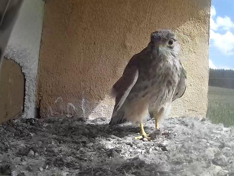 Frame_2021-08-09_11-18-09 11:!8