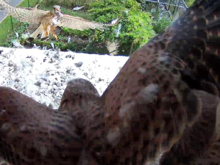 Frame_2021-08-09_11-21-12 11:21 cock brings a mouse