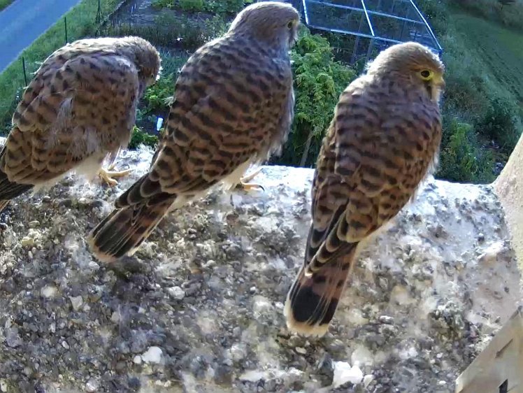 Frame_2021-08-10_07-07-44 07:07