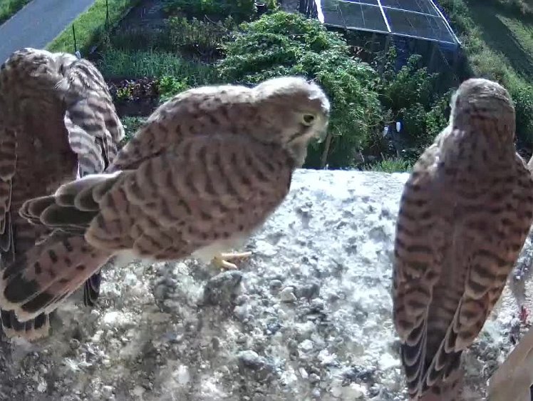 2021-08-10 23-25-25-0817x video 08:17 morning preening and down removal