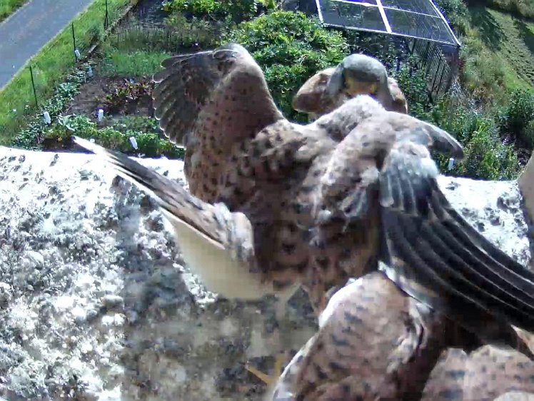 Frame_2021-08-11_09-07-29 09:07 cock brings a mouse