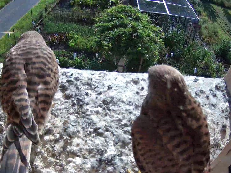 Frame_2021-08-11_09-07-31 09:07 cock brings a mouse