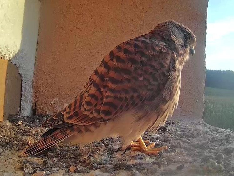 Frame_2021-08-12_06-59-28 06:59