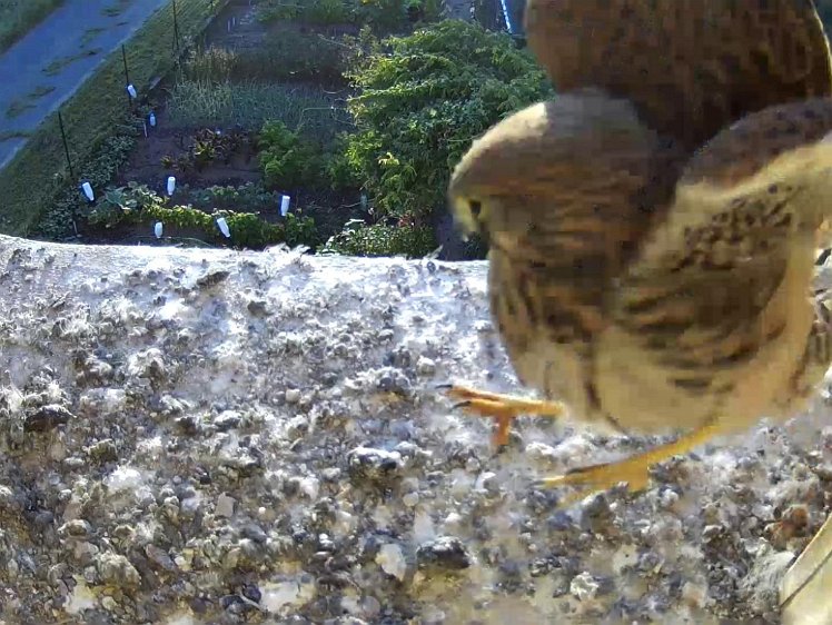 Frame_2021-08-12_07-05-18 07:05 jumping off the camera box