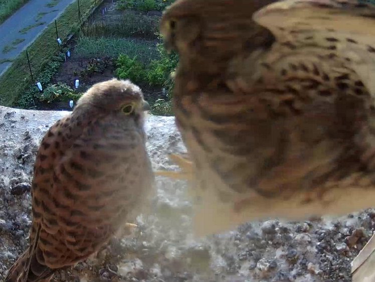 Frame_2021-08-12_07-08-32 07:08 jumping off the camera box