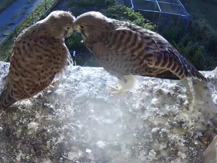 Chicks - day 35 - the last day