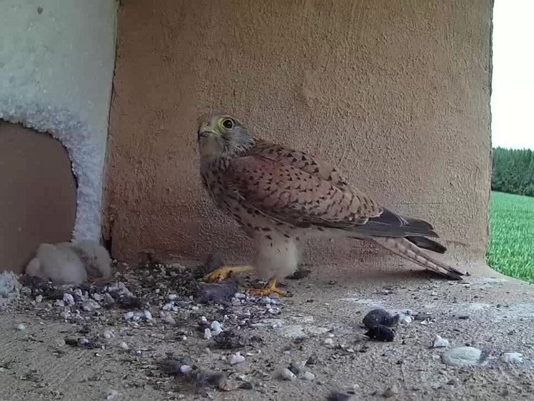 2021-07-12 15-04-18 video - feeding