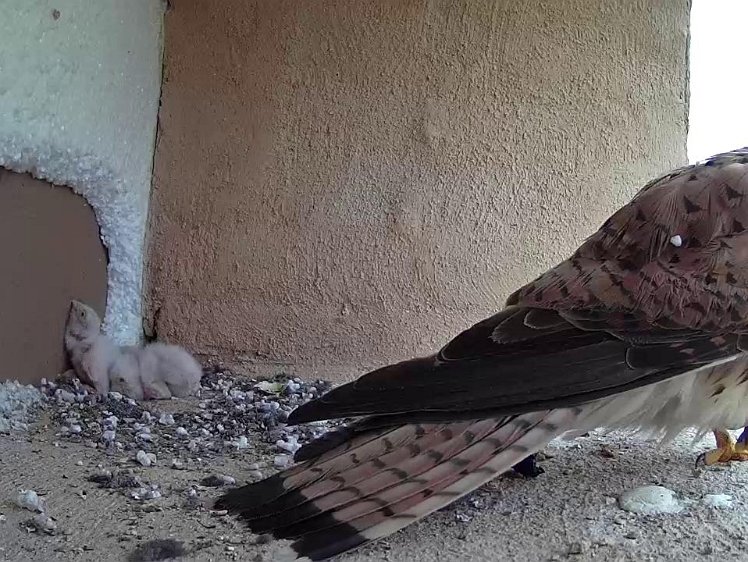 Frame_2021-07-12_13-27-34 Fortunately the cardboard stops the chicks falling down the gap behind