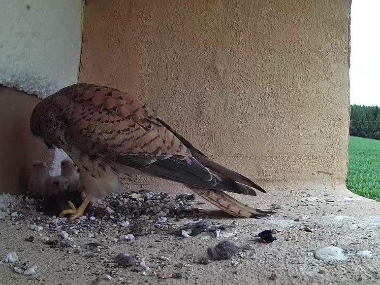 Frame_2021-07-12_13-32-35