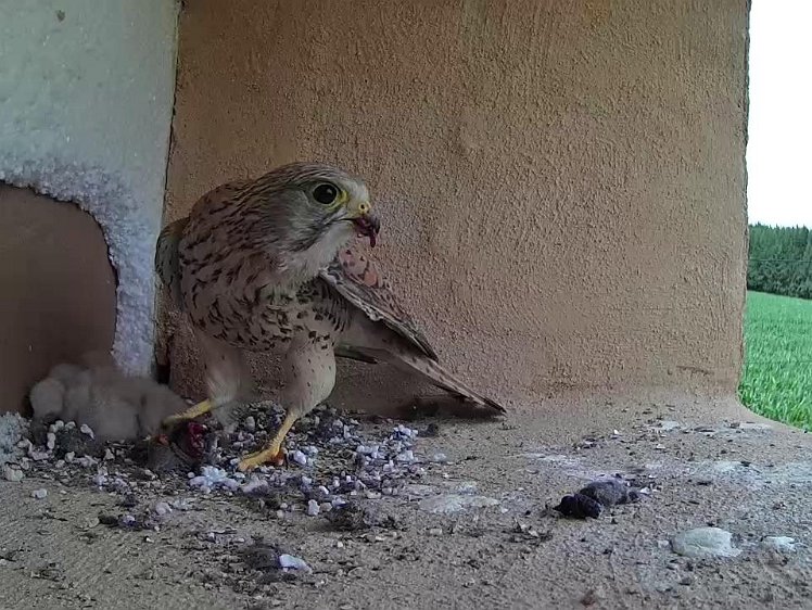 Frame_2021-07-12_15-11-26