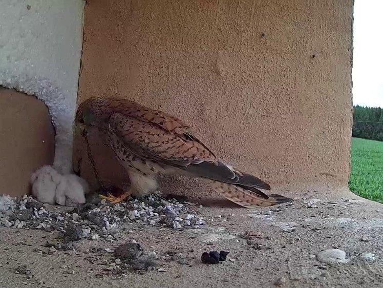 Frame_2021-07-12_16-11-55 Who wants the intestine?