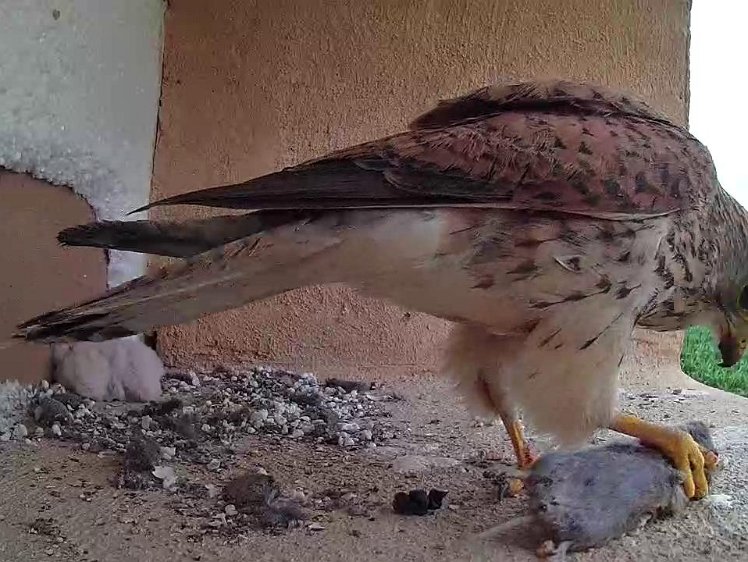 Frame_2021-07-12_16-12-57 Are we going to run out of voles?
