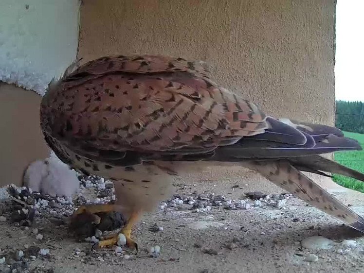 2021-07-13 12-47-47 video - 12:47 Caught something. But it is wet and picks up polystyrene chippings