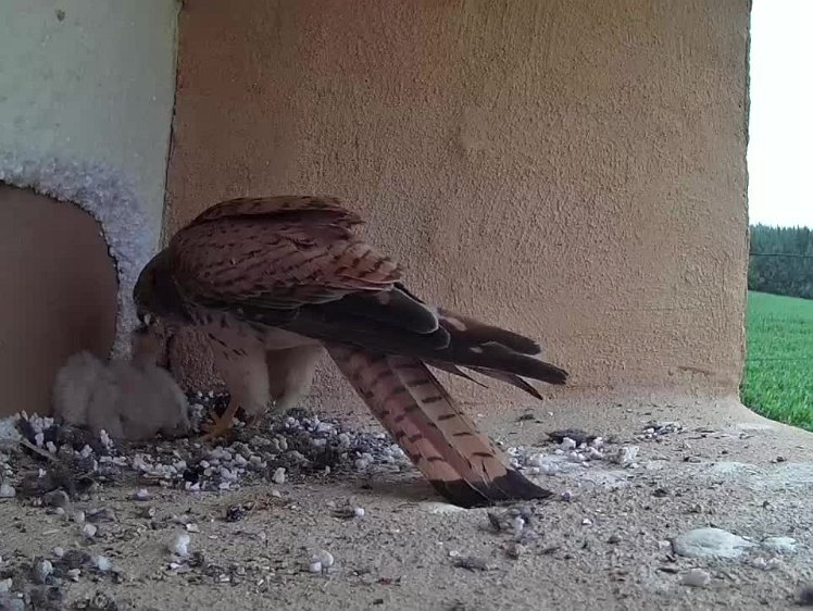 2021-07-13 12-53-42 video - Third feed of the day. Unfortunately the vole was damp from the rain and picked up some of the polystyrene chippings. Will they choke the chicks?