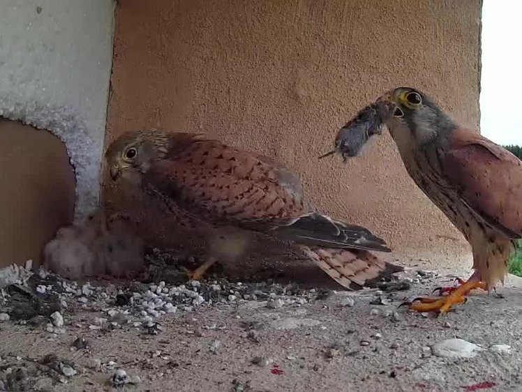 2021-07-13 14-23-57 video - fourth feed with the cock appearing (briefly) at 4'47" with more food (which he does not leave!)
