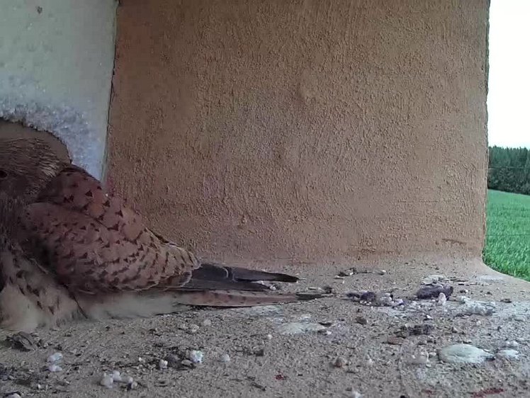 2021-07-13 15-58-44 video -tearing at the cardboard and nibbling the polystyrene to get into the attic