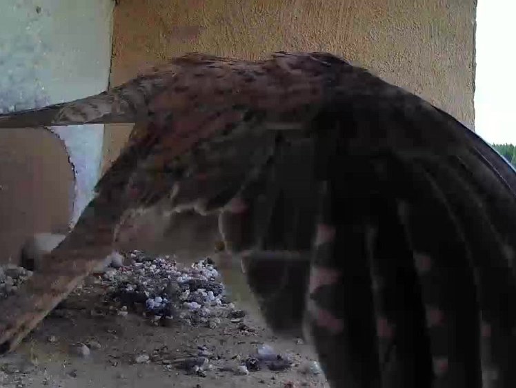2021-07-13 19-32-30 video - hen vs cock vole fight - a snippet I caught live