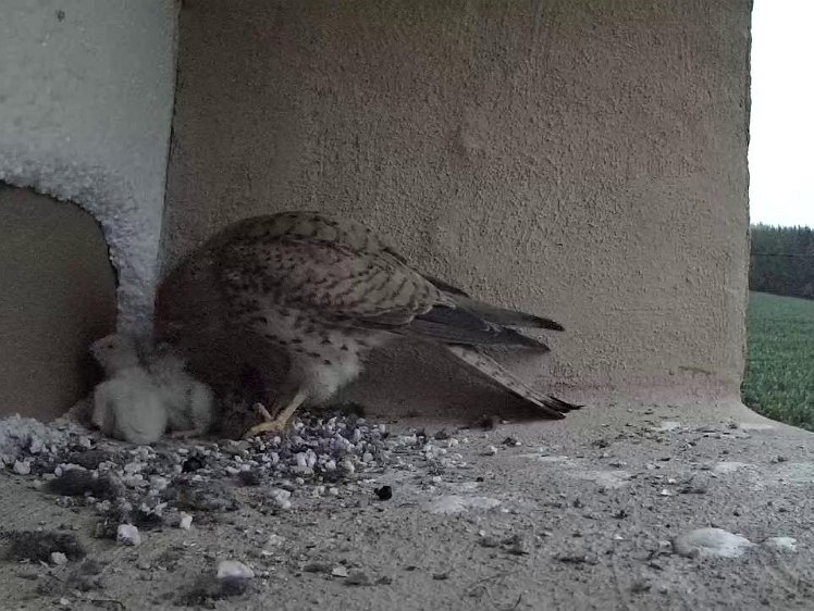 Frame_2021-07-13_05-28-04 05:28 First feed of the day