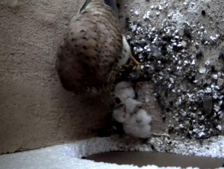 Frame_2021-07-13_05-30-52 05.30 First feed of the day