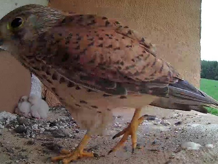 Frame_2021-07-13_08-19-23