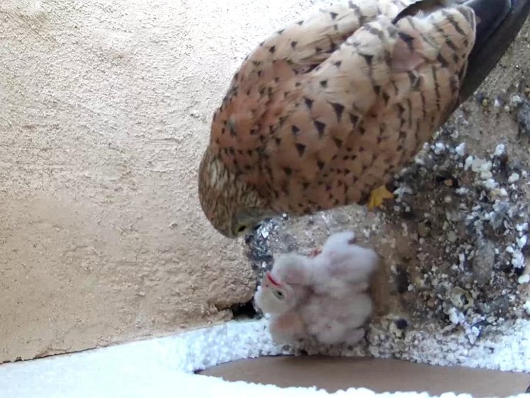 Frame_2021-07-13_08-19-40 08.18 Second feed