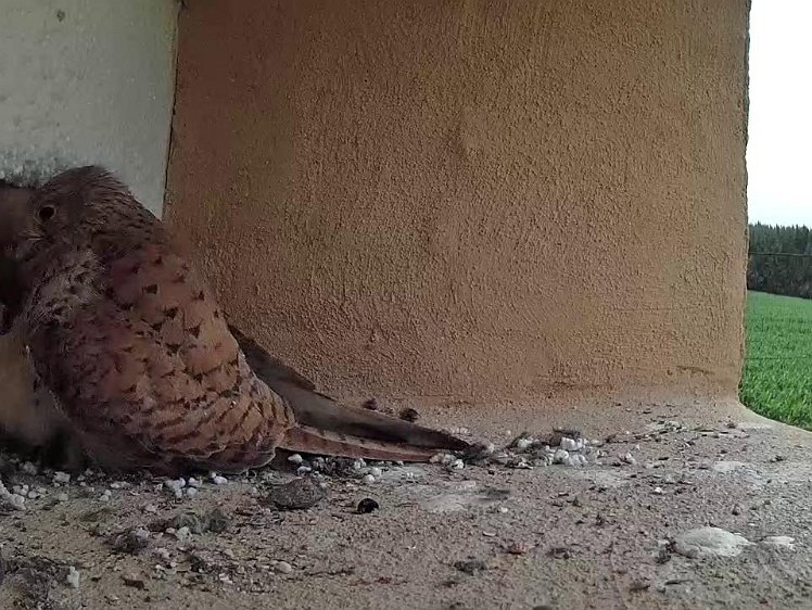 Frame_2021-07-13_10-07-21 Now trying to get into our attic store! I'd put the cardboard there to stop the chicks falling down the gap