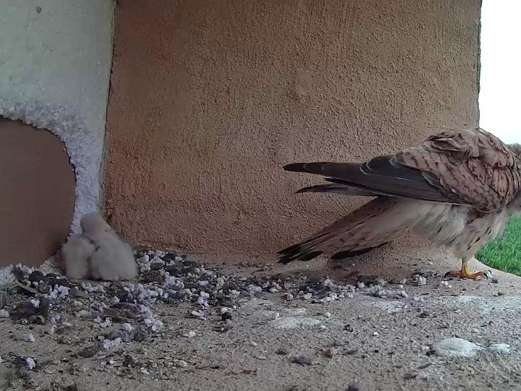 Frame_2021-07-13_12-41-29 12:41 Not very enthusiastic about going out in the rain to find food
