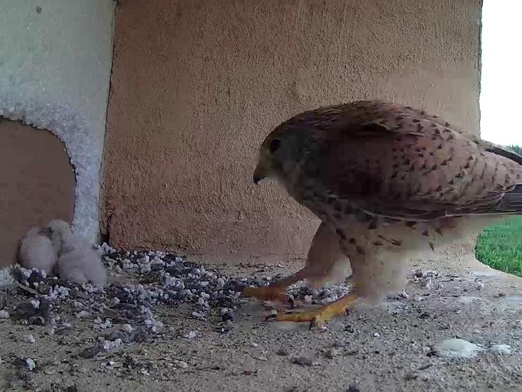 Frame_2021-07-13_12-45-10 12:45 Back but no food so goes out again