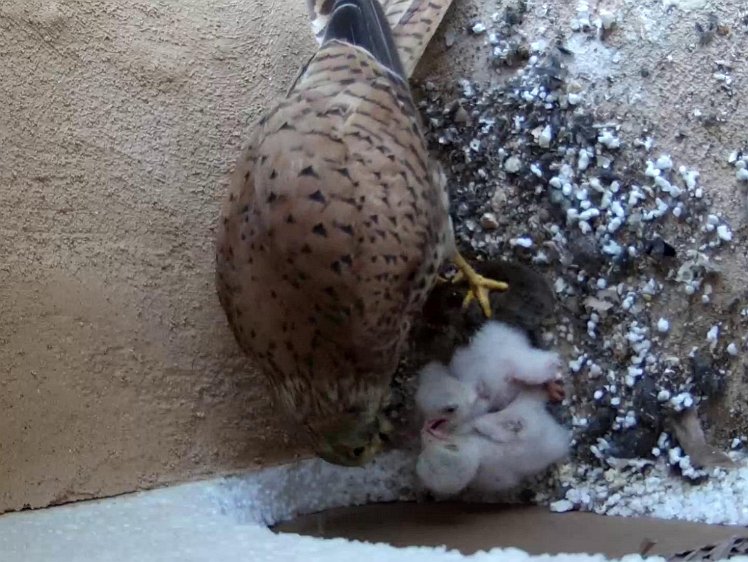 Frame_2021-07-13_14-23-59 14:23 Fourth feed of the day