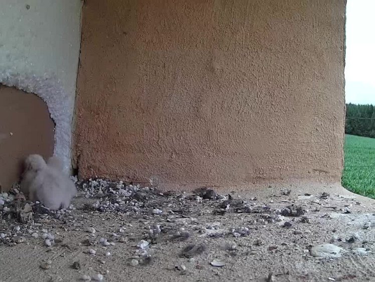 2021-07-14 10-34-04 video - 10:34 lively chicks and fourth feed of the day arrives