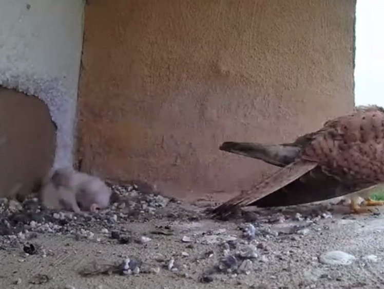 20210714_194328 video - 18:54 off to catch food and then feed the chicks