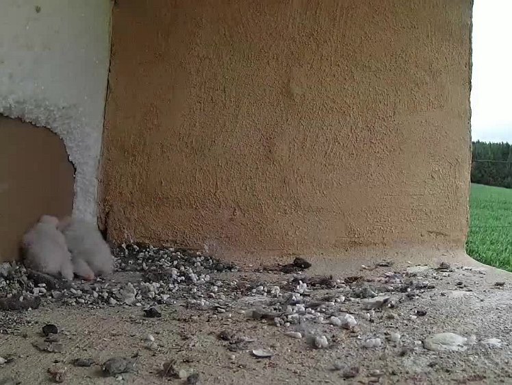 3_TimeLapse_2021-07-14_14-20-14 video (timelapse) - the chicks get some exercise while the hen is away