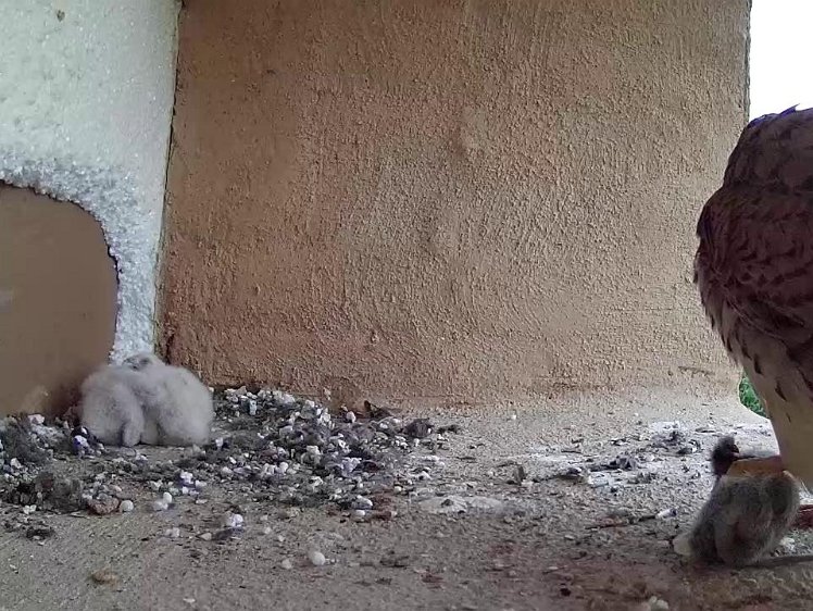 Frame_2021-07-14_05-41-13 05:41 First feed of the day, retrieved from the store