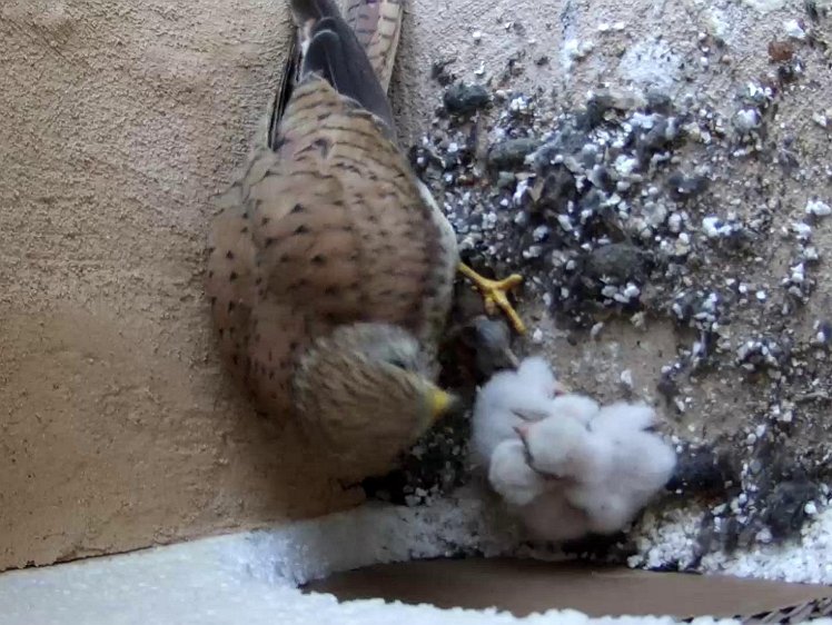 Frame_2021-07-14_05-50-43 05:50 First feed