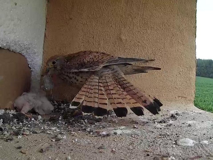 Frame_2021-07-14_07-08-49 07:08 Second feed