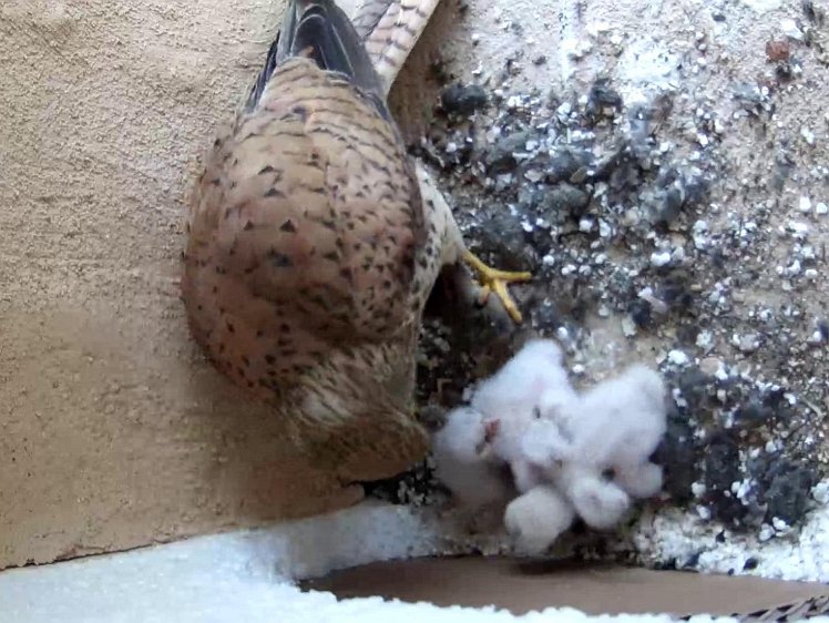 Frame_2021-07-14_07-09-39 07:09 Second feed