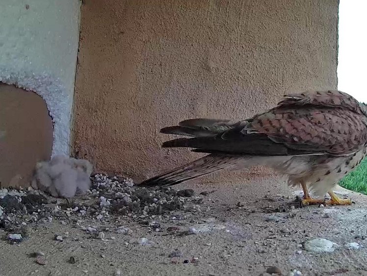 Frame_2021-07-14_09-06-02 09:06 Third feed just arrived