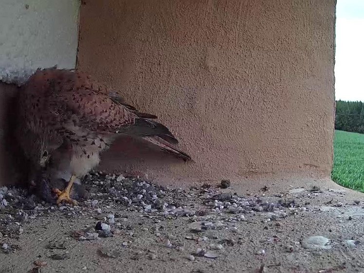 Frame_2021-07-14_12-59-52 14:13 feed