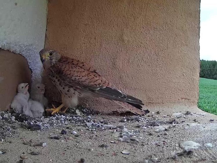 Frame_2021-07-14_13-18-40 14:13 feed