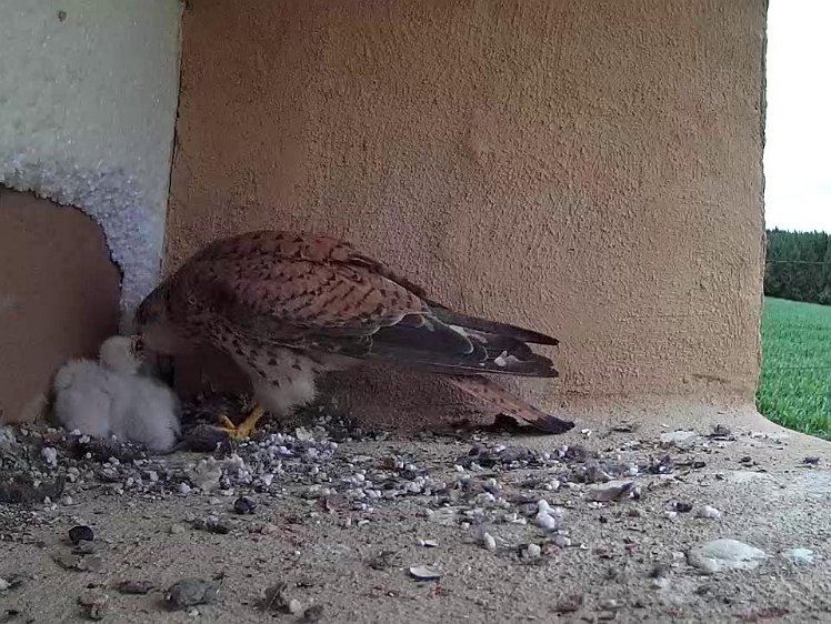 Frame_2021-07-14_13-39-42 14:13 feed