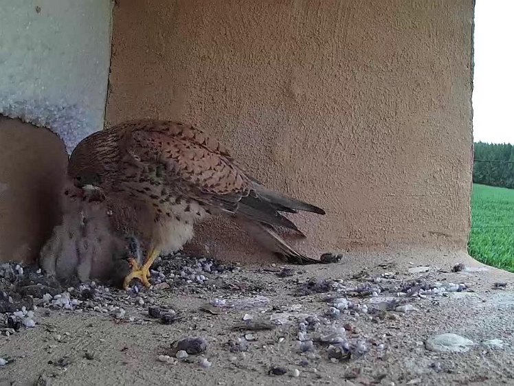 Frame_2021-07-14_17-12-22 17:12 feed