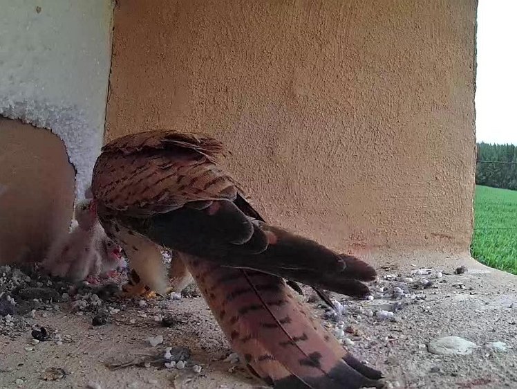 Frame_2021-07-14_18-56-40 18:56 Food again