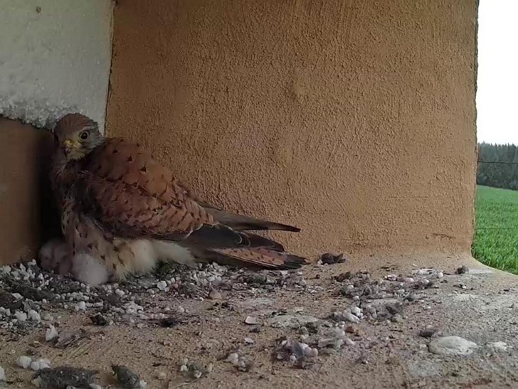 Frame_2021-07-14_19-40-55 19:40 getting rather hard to keep the chicks warm as they get larger
