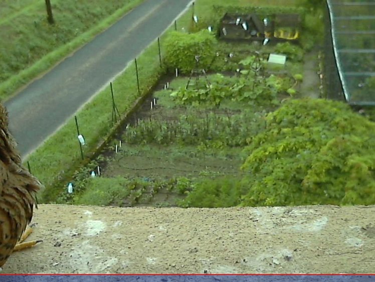 202107150753 07:53 Still raining hard.