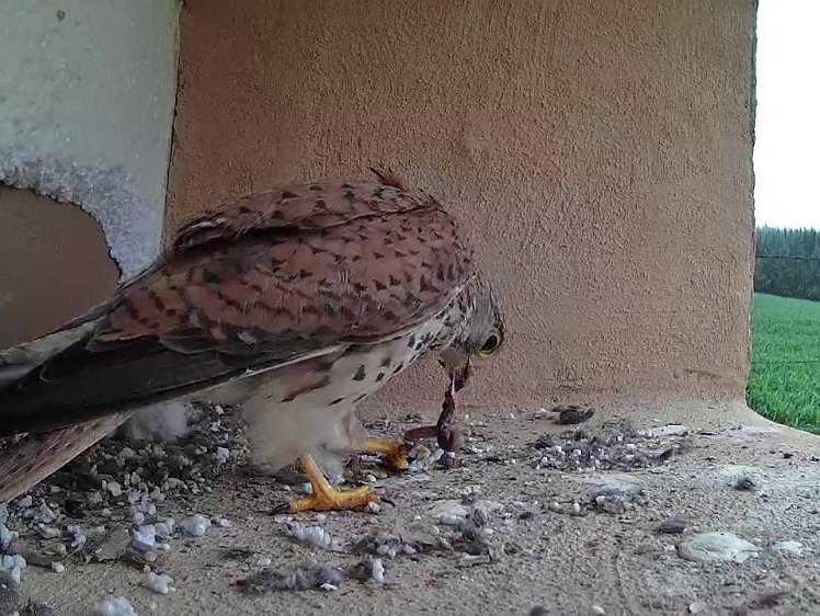 Frame_2021-07-15_08-00-30 08:00 First food of the day (slow worm?)
