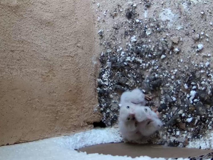 Frame_2021-07-15_08-03-04 Waiting to be fed