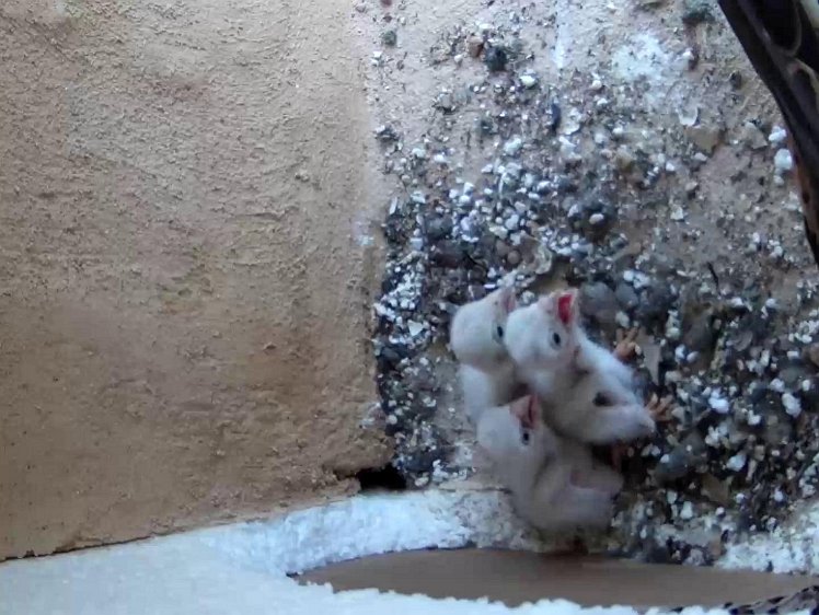 Frame_2021-07-15_08-47-47 08:47 waiting to be fed