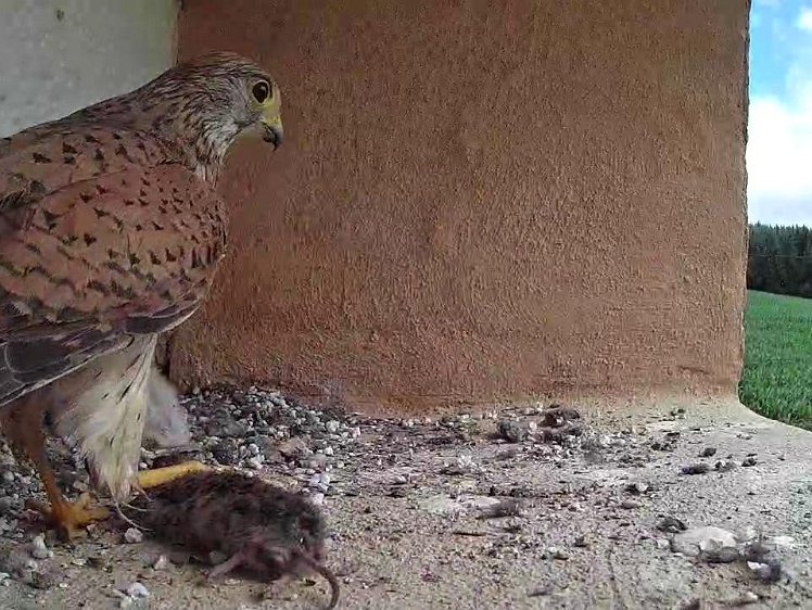 Frame_2021-07-15_10-35-42 10:35 At last something substantial