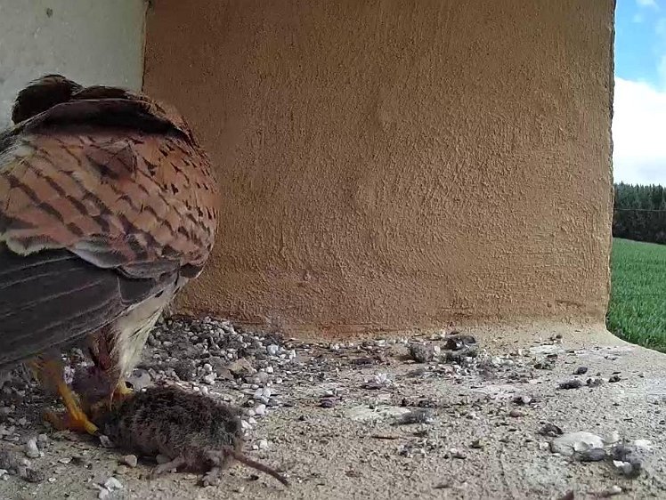 Frame_2021-07-15_10-36-02 10:36 Finally substantial food